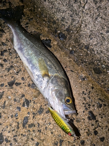 セイゴ（マルスズキ）の釣果