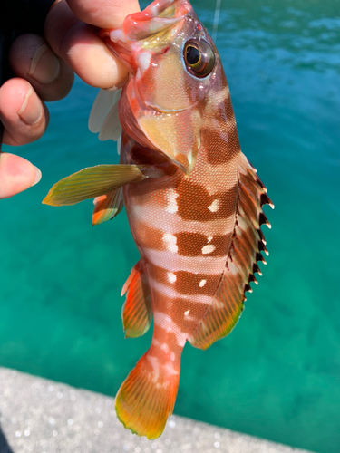 アカハタの釣果