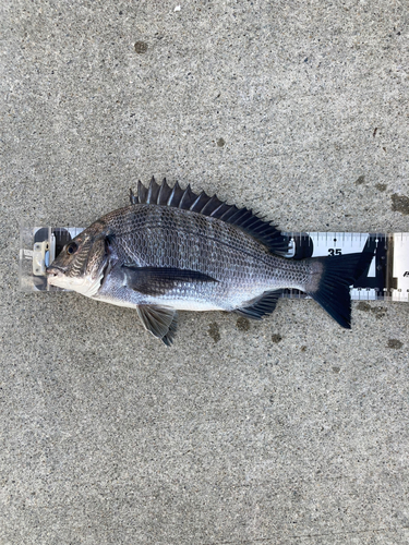 クロダイの釣果