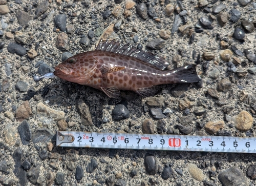 オオモンハタの釣果