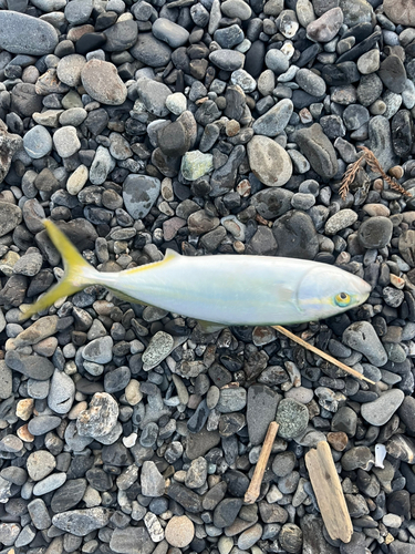 ワカシの釣果