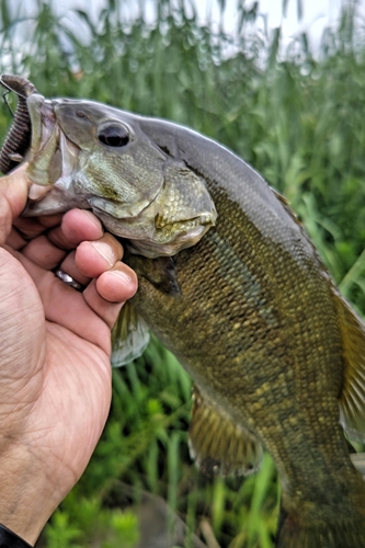 スモールマウスバスの釣果