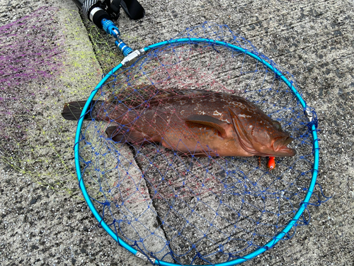 アコウの釣果