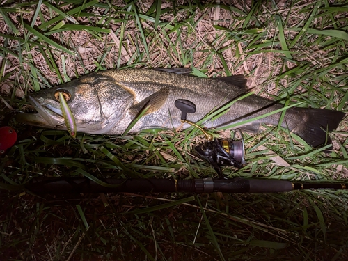 マルスズキの釣果