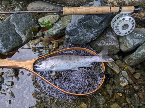 ヤマメの釣果