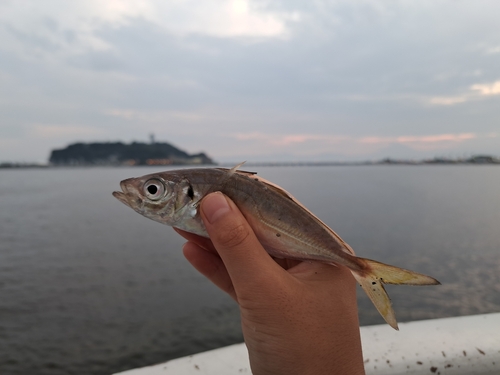 マアジの釣果