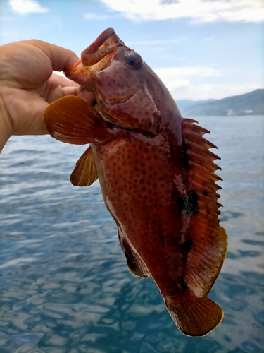 キジハタの釣果