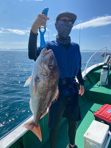 マダイの釣果