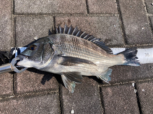 クロダイの釣果