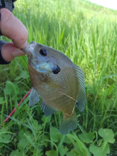 ブルーギルの釣果