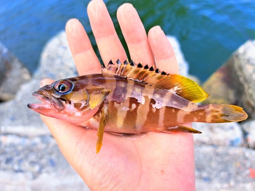 アカハタの釣果