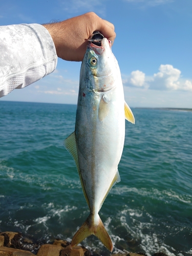 ワカシの釣果