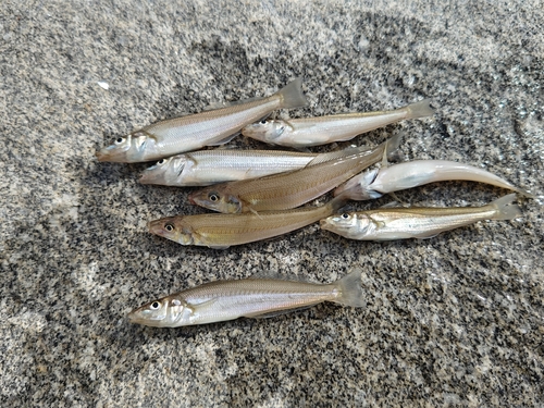 キスの釣果