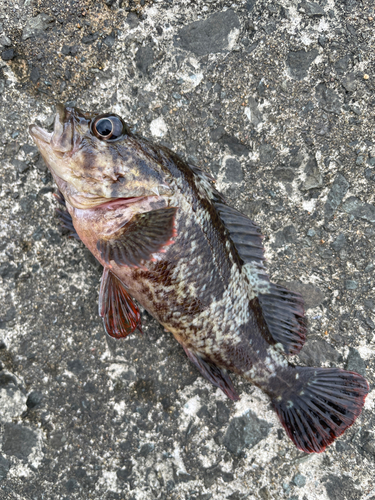 オウゴンムラソイの釣果