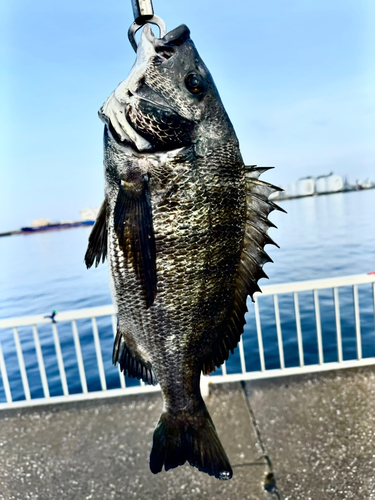 クロダイの釣果