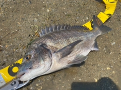 クロダイの釣果