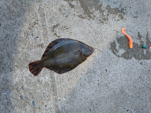 マツカワの釣果