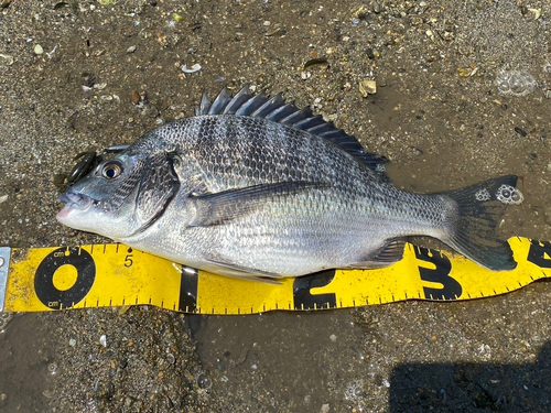 クロダイの釣果