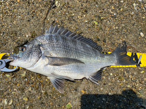 クロダイの釣果