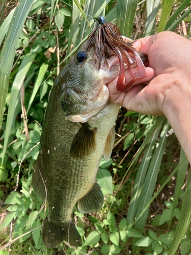 ブラックバスの釣果