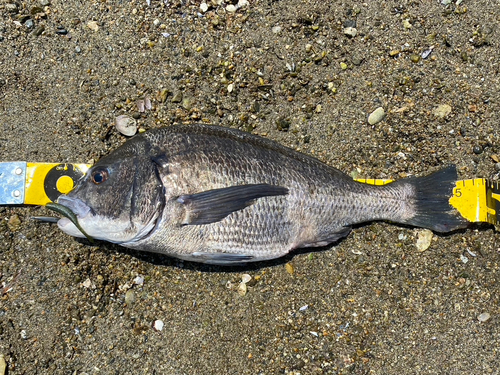 クロダイの釣果