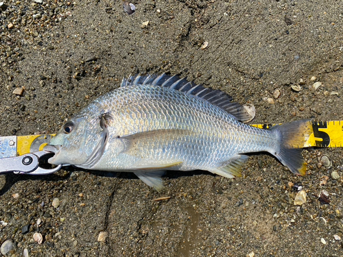 キビレの釣果