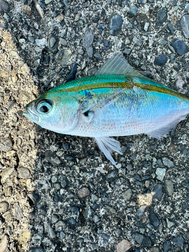 タカベの釣果