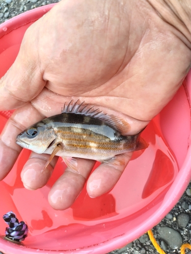 シマイサキの釣果