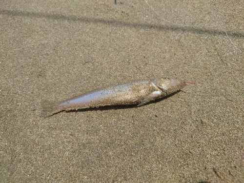 シロギスの釣果