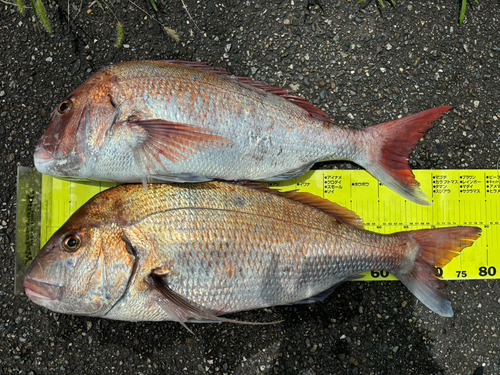 マダイの釣果