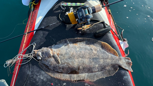 ナメタガレイの釣果