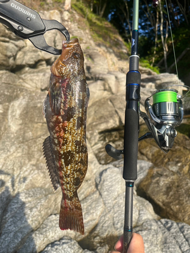 アイナメの釣果