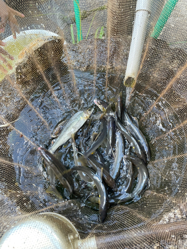 アユの釣果