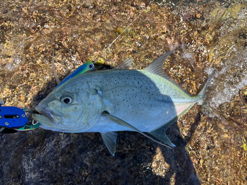 オニヒラアジの釣果