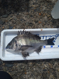 クロダイの釣果