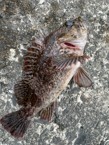 オウゴンムラソイの釣果