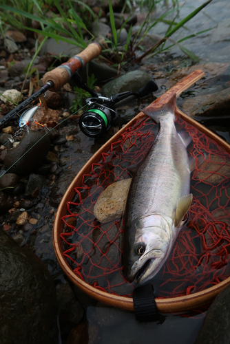 ヤマメの釣果