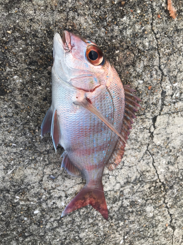 チャリコの釣果