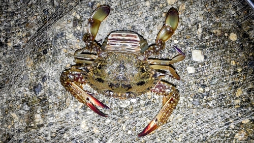 タイワンガザミの釣果