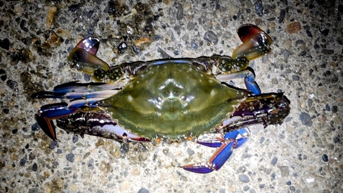 タイワンガザミの釣果