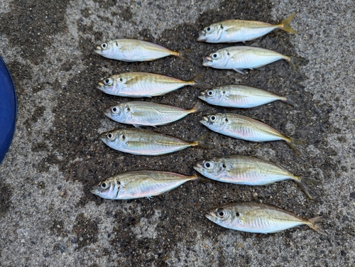 アジの釣果