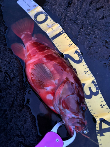 アカハタの釣果