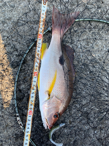 クロホシフエダイの釣果