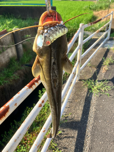 マナマズの釣果