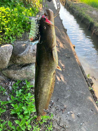 マナマズの釣果