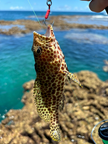 カンモンハタの釣果