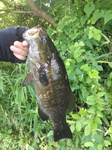 スモールマウスバスの釣果