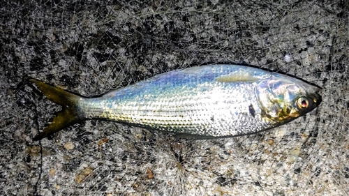 コノシロの釣果