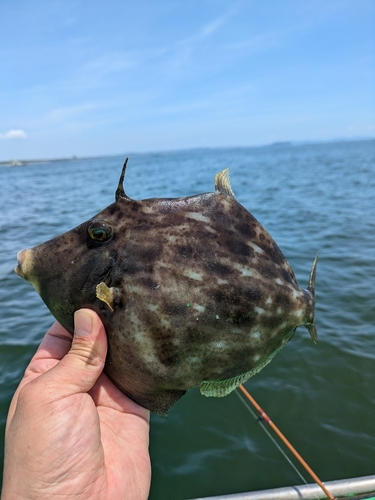 カワハギの釣果