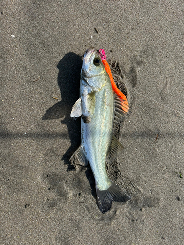 セイゴ（マルスズキ）の釣果